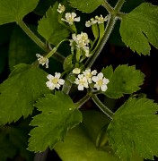 Osmorhiza berteroi 18-9281